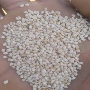  Vendre Graines De Sésame - céréales  nous sommes une soci&eacute;t&eacute; bas&eacute;e au b&eacute;nin disposons d'une importante quantit&eacute; des graines de s&eacute;same. nous cherchons des acheteurs potentiel. veuillez nous contacter si l'annonce vous int&eacute;resse. merci 