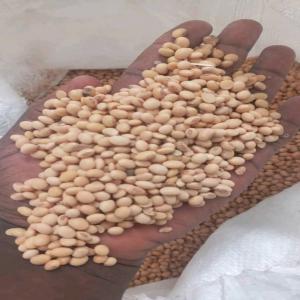  Besoin D'acheteurs Du Soja Non Gmo Bénin - céréales bonjour--nous avons actuellement 3000 tonnes de soja déjà vanné et reconditionné pret pour le changement au bénin. si vous etes intéressé vraiment,  veuillez nous contacter.----merci bien
