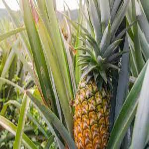  Differentes Type De Cereales - fruits et légumes nous disposons de quelque quantit&eacute; d'ananas (fruit)nous offrons oci des vari&eacute;t&eacute; de fruit et l&eacute;gumes (mangue tomate orange poivron vert