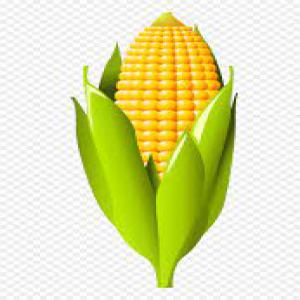  Graine De Maïs Et Céréales - céréales je recherche de toute urgence des producteurs locaux de maïs et de céréales de toutes sortes (haricot,  mil,  sorgho...) pour une livraison chaque mois d'une grande quantité allant de 500 à 1.000 tonnes et plus. je précise que les céréales doivent etre 