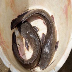  Poisson Silure De Bonne Qualité - poissons nous sommes une mini structure pour l'instant bas&eacute; au cameroun qui vous offres des poissons silures d'une qualit&eacute; extraordinaire