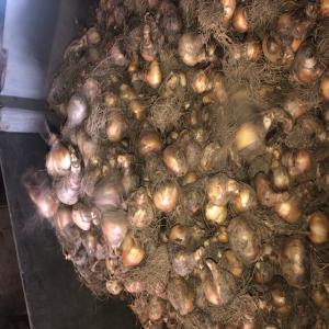  Bulbes De Jonquille - semence graine plant producteur de bulbes de jonquille vends 10 tonnes de bulbes taille 12/14 - varietés  à fleurs jaunes uniquement - tamara (précoce) ou standard value(tardive) - quantité minimale 1 tonne (18000 bulbs environ).--livraison à partir de mi septembre en vrac ou sacs de 2