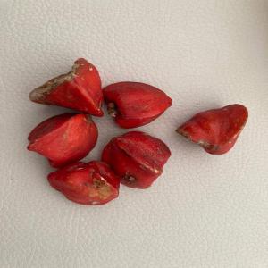  Thaumatococcus - produits sucrés la pulpe de la graine est d’une saveur très sucrée. --du fruit du thaumatococcus,  l’on extrait l’arille de thaumatococcus daniellii qui est la matière première indispensable à la production de thaumatine.--la thaumatine est une protéine extraite du fruit tha