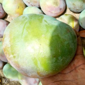  Recherche Partenaire Fiable - fruits et légumes nous recherchons des acheteurs en grande quantité de mangues et de noix de cajou (brutes ) plus de 10 tonnes par jours pendant durée de 2 mois et demi. --pour les noix cajou--y'a sachets de 250g,  de 125g,  ou en sac de 5kg,  10 kg ou par tonne. (...) ...--pour la mangues.--c'est par tonn