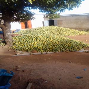  Vente De Mangues Brooks En Quantité Industrielle - fruits et légumes c'est la grande saison des mangues au burkina faso.nous disposons de mangues brooks en tr&egrave;s grande quantit&eacute; disponible a bobo dioulasso.disponible en vrac avec possibilit&eacute; de contionn&eacute; dans des sacs de 100 kg.