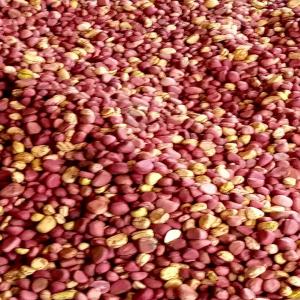  Recherche Client De Noix Cola Et Petites Cola - autres je dispose d'un stock important de noix de cola  frais et s&eacute;ch&eacute;es,  mais aussi de petites cola &agrave; des prix imbattables. je puis vous assurer de la qualit&eacute; de ma production,  car ayant suivi le process exig&eacute;e par les industriels de fabrication de boissons &eacute;nergi