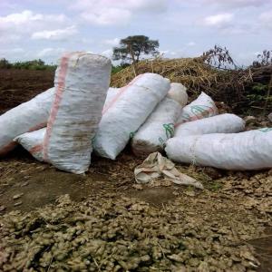  Gingembre - épices aromates gingembre de meilleur qualité à vendre.--origine cameroun--moq 1000 kg--conditionnement selon le client