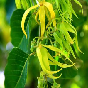  Huile Essentielle - huiles particulier cherche des partenaires pour huile essentielle ylang ylang de nossy be madagascar. si vous etes intéressé,  n'hésitez pas à me contacter pour que je vous envoi un échantillon. 