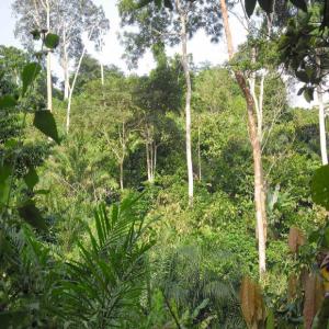  Forêt Et Plantation Vendre - café cacao thé une foret de plus 50ha et un champ de cacao culture d&eacute;j&agrave; en production son &agrave; vendre dans la localit&eacute; de yamoussoukro (ci) pr&eacute;cis&eacute;ment &agrave; bazr&eacute; situ&eacute; &agrave; 27km de yamoussoukro en partant pour sinfra. pour la foret c'est 600.000 fcfa/