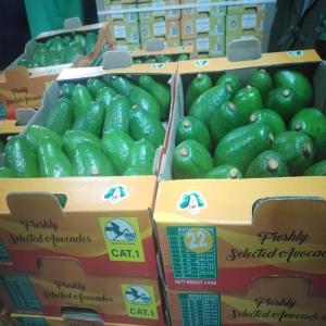  Nous Disposons Des Variétés D'avocats De Kenya - fruits secs et graines grillées nous disposons 3 variétés d'avocat du kenya - * l'avocat fuerte,  * l'avocat hass et * l'avocat pinkerton,  tous en grande quantité.--dans un emballage cartons de 4kg et de 10kg.----a.)prix exw de la boîte de 4 kg comme suit ;--- variété hass 6.5$--- vari&eacut
