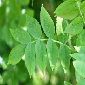  Feuille De Kinkeliba - matiere vegetale nous vendons des feuilles de kinkeliba en grande quantit&eacute; . nous somme grossiste. interress&eacute; contacter nous via whatsapp en fait elle va activer tous les canaux d’&eacute;vacuation des d&eacute;chets de l'organisme