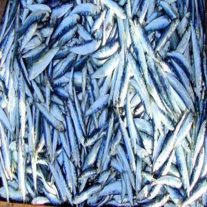  Sardine Tunisienne Et Thon - poissons nous sommes une societe tunisienne sp&eacute;cialis&eacute; dans le domaine du poissons frais et congel&eacute; ( thon .sardine ...). on cherche des nouveaux clients &agrave; longue dur&eacute;e et dans n importe quel demande (...)