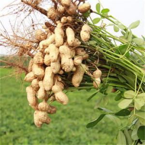  Noix De Cajou - fruits et légumes bonjour ,  j'ai 45t de noix de cajou,  700fr le kilo .--nous sommes au bénin,  et sommes à la recherche de clients,  afin d'exporter nos produits vers l'extérieur avec possibilité de contrat à long terme. veillez nous contacter automatiquement afin d'établir des