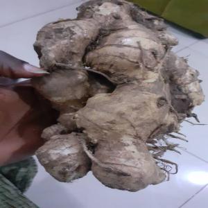  Vente Curcuma - fruits et légumes bonjour nous disposons d'une importante quantit&eacute; de curcuma en guin&eacute;e conakry et nous cherchons des clients potentiels--merci de nous contacter si vous etes int&eacute;ress&eacute; 