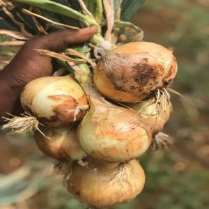  Vente Des Matières Premières Agro-alimentaires - autres entreprise créée en 2020,  qui tend à etre légalisée en 2022. cette dernière est l'ensemble du soucis à contribuer économiquement tant sur le plan national qu'international,  non activités sont axées à aider nos partenaires i