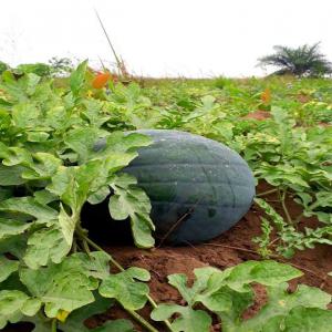  Vente Des Pastèques - fruits et légumes du nouveau !!!--nous sommes depuis congo kinshasa,  nous sommes en pleine récolte de pastèques d'une très bonne qualité et vraiment grosses; et nous cherchons des acheteurs au niveau de la france. --pour toutes les précisions,  prière nous contacter ----