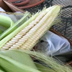  Maize - seed plant seed we are a group that will supply you to your expectations in bulk of a multiple product such as soy beans, peanuts, maize/corn, oil and even dried snails.we are reliable and punctual to our process.