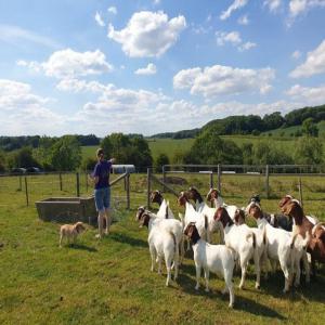  Chèvres Boer Moutons Et Vache Disponible - animaux vivants nous fournissons des chèvres boer,  des taureaux d'abattage et d'engraissement de moutons et de bœuf,  de la viande de carcasse de bœuf,  des génisses gestantes et des vaches laitières ainsi que des commandes spéciales de clients en fonction de la demande actuell