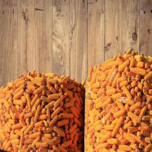  Nous Recherchons Des Clients Pour L'achat Du Maïs - céréales nous sommes une coopérative d'agriculteurs au cameroun. --nous avons en grande quantité du maïs local et recherchons des clients tel que fournisseurs ; grossistes ; revendeurs ; exportateurs ; provanderies.--nous avons une capacité de 60.000 tonnes par mois en temps de ré