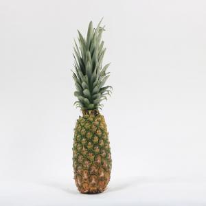  Ananas Pain De Sucre Bio Benin - fruits et légumes bonjour, --nous recherchons des clients potentiels qui travaillent dans le domaine des fruits et légumes et surtout l ananas pain de sucre origine bénin intéressés par l achat en gros de ce produit.--nous pouvons également fournir d autres produits agricoles telles 
