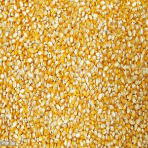  Coopérative D'agriculteurs Au Cameroun - céréales nous sommes une coopérative d'agriculteurs au cameroun.--nous avons en grande quantité du maïs local et recherchons des clients tel que fournisseurs ; grossistes ; revendeurs ; exportateurs ; provanderies--nous avons une capacité de 60.000 tonnes par mois en temps de réco