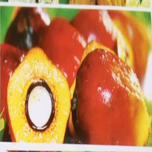  Livraison Huile De Palme Huile Rouge) - huiles bonjour ,  nous recherchons des clients  partout dans le monde pour la livraison d huile de palme ( l huile rouge) de bonne qualite--18€ / l--nous livrons a partir de 20l--nous espérons trouver des personnes de bonne volonté et sérieuse pour une livraison a long terme merci--cond