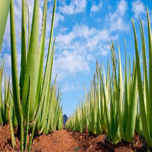  Gel D'aloe Vera (aloès) - fruits et légumes nous sommes une association de producteurs de d'aloès d'excellente qualité. nous pourrions vous en conditionner sous plusieurs formes  dont celle de gel.--gros potentiel de production -