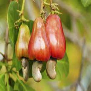  Noix D'anacarde (cajou) - fruits secs et graines grillées je recherche de toute urgence un fournisseur de noix d'anacarde (cajou) pour un achat immédiat de 12.000 tonnes par lettre de crédit confirmée et irrévocable.  les incotermes sont fob et cif. si la transaction se déroule bien,  alors on répètera la mem