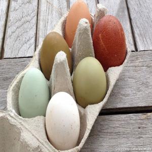  Recherche De Client Pour L'achat Des Mes Œufs Et - viandes et oeufs oeuf frais de poulet brahama en destockage dans la r&eacute;gion du centre cameroun plus pr&eacute;cis&eacute;ment &agrave; yaound&eacute; 