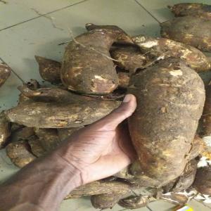  Manioc Doux Vendre En Gros En Côte D'ivoire - fruits secs et graines grillées manioc disponible &agrave; agboville dans plusieurs champs  &agrave; maturit&eacute;----manioc qualit&eacute; cnra bocou 5 &agrave; maturit&eacute; (13 mois) &agrave; vendre &agrave; agboville dans plusieurs champs &agrave; maturit&eacute;----prix- 110 francs cfa le kilogramme selon la quantit&eacut