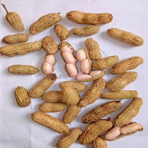  Arachides Fraiches Gingembre Ananas Noix De Coco - fruits et légumes nous exportons &agrave; partir du togo----- ananas (cayenne lisse et pain de sucre) par avion et par bateau--- arachides fraiches (arachides fraiches du togo)--- noix de coco (noix de coco biologiques)--- gingembre (gingembre frais comme gingembre s&eacute;ch&eacute; et gingembre moulu)--- ... on ex