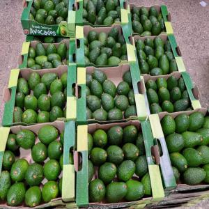  Avocat Disponible - fruits et légumes nous lan&ccedil;ons notre campagne d'exportation d'avocat nous avons la vari&eacute;t&eacute; hass et fuerte disponible en grande quantit&eacute;. veuillez nous contacter pour toute demande de quotation nous livrons partout dans le monde