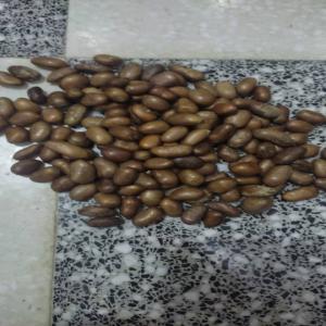  Graine De Bourrache - fruits secs et graines grillées j'ai une quantité des graines de bourache presque 8000 graines très bonne qualité je suis en algérie 