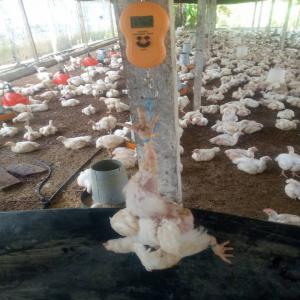  Poulet De Chaire Disponible - animaux vivants bonjour,  nous disposons d'une ferme de poulets et nous recherchons des potentiels acheteurs. restaurateur distributeur soit les grandes structures ou petites. notre ferme produit 2500 poulets de chair par mois nos poulets font entre 2, 0kg et 2, 5kg le moi prochainnotre ferme produira jusqu'a 6000 pou