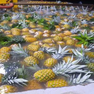  Ananas Disponible Variete Md2 Sweet Cayenne - fruits et légumes nous lan&ccedil;ons notre campagne d'exportation d'ananas de vari&eacute;t&eacute; md2 sweet cayenne disponible en grande quantit&eacute;. veuillez nous contacter pour toute demande de quotation nous livrons partout dans le monde en cif fob. 