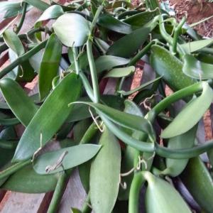  Boutures De Vanille Planifolia/pompona - épices aromates bonjour     boutures ou lianes de vanille  planifolia/pompona   si vous rechercher des boutures  contacter moi  merci 