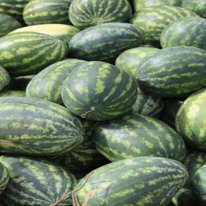  Fruits (ananas, Pastèque...) En Stock - fruits et légumes fruits de tout genre (ananas,  pastèque,  banane plantain...) disponible en grande quantité depuis le cameroun. des fruits de qualité supérieure et naturel 