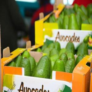  Nous Disposons Des Meilleurs Avocats Du Kenya - fruits et légumes nous disposons 3 vari&eacute;t&eacute;s d'avocat du kenya * l'avocat fuerte * l'avocat hass et * l'avocat pinkerton tous en grande quantit&eacute;. dans un emballage cartons de 4kg et de 10kg. a.)prix exw de la bo&icirc;te de 4 kg comme suit ; vari&eacute;t&eacute; hass 6.5$ vari&eacut