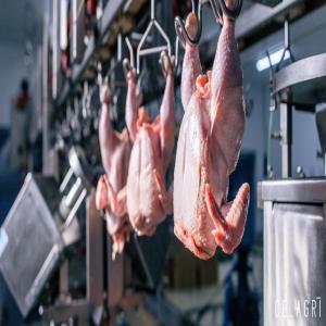  Approvisionnement Pour Un Abattoir Volailles - viandes et oeufs comment s approvisionner  matiere premiere c est les poulets et oeufs en début de projet  démarche a suivre des conseils des methodes.....