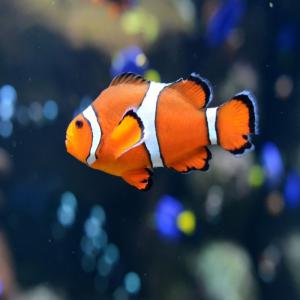  Investisseur Pour Élevage De Poissons - poissons je recherche un investisseur pour l'implantation d'une unité d'élevage de poisson dans un pays de l'océan indien où  la demande de poisson  est très élevée par rapport à l'offre avec comme conséquence une inflation  galopante --la peche est &ag