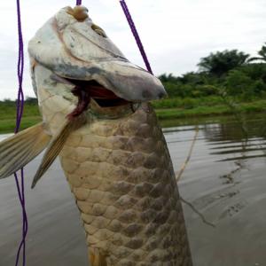  Recherche D'investisseurs Sérieux - poissons bonjour nous avons un centre piscicole installé sur 35 ha avec des étangs naturels et nous désirons avoir des investisseurs pour la production afin de partager les bénéfices. tout contrat rédigé et signé devant un notaire. merci de nous contact