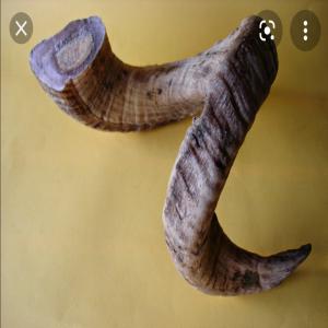  Bonjour, Achetons Des Cornes De Belier Boeuf - viandes et oeufs  nous sommes int&eacute;ress&eacute;s par l'achat de tonnes de cornes de b&eacute;lier et de boeuf. on ach&egrave;te n'importe quelle quantit&eacute; il est important que les cornes soient creuses propres et sans l'os de la tete. envoyez nous les prix et les photos des produits pour une co