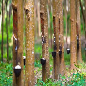  Vente De Plantation D'hevea - autres vente d'une plantatipn d'hevea de 37 hectares document attestation villageoise en cours lieu elibou km 61 (en bordure de voie) dur&eacute;e de vie 10 ans dur&eacute;e de saign&eacute; 3 ans prix 3 millions l'hectare 