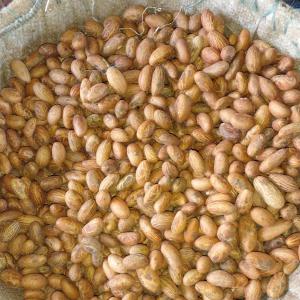  Noix De Cola Et Graines De Petit Cola - fruits secs et graines grillées je suis un n&eacute;gociant qui peut vous mettre en relation avec un grand nombre de fournisseurs de la c&ocirc;te d'ivoire dans tous les domaines d'activit&eacute;s. je me rend disponible au besoin pour v&eacute;rifier et attester la qualit&eacute; et la disponibilit&eacute; des produits que vous a