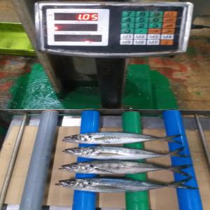  Chinchard Et Maquereaux Bénin Et Gabon - poissons bonjour;--je suis en cours de charger des maquereaux et des chinchard pour cotonou et libreville.--des clients intéressants pouvent me contacter.--cordialement 