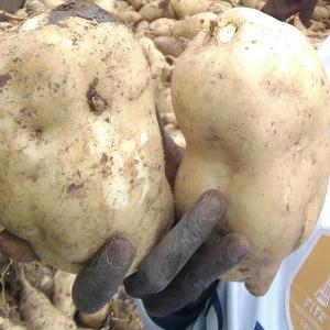  Patates Douces, Gombo, Haricots, Maïs Et Piments - fruits et légumes nous sommes &agrave; la recherche de clients et de partenaires pour la vente de nos produits bio (patates douces gombo haricots maïs piments) sont des merveilles de la terre cultiv&eacute;es de fa&ccedil;on saisonni&egrave;re disponible &agrave; la vente et pouvant etre stock&eacute;s sur r&eac
