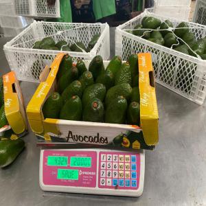  Nous Disposons Variétés D'avocat Du Kenya - fruits et légumes nous disposons 2 vari&eacute;t&eacute;s d'avocat du kenya * l'avocat fuerte et * l'avocat hass tous en grande quantit&eacute;. dans un emballage cartons de 4kg et de 10kg. a.)prix exw de la bo&icirc;te de 4 kg comme suit ; vari&eacute;t&eacute; hass 6.5$ vari&eacute;t&eacute; fuert&eacu