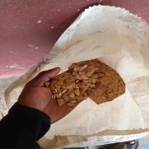  Agriculture - autres nous faison dans la production des produits agricoles comme le pistache,  le macabo,  l'igname,  banane plantain,  arachides... et commercialisons au cameroun et dans la sous région d'afrique central voir au delà. nous sommes très souvent à la recherche d'acheteur,  de vendeur