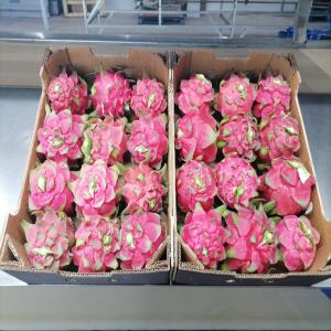  Pitaya Fruit Du Dragon - fruits et légumes producteur et exportateur --bonjour nous sommes une société spécialisée dans la production et la commercialisation de pitaya appele aussi fruit du dragon --nous disposons de la variété à chair rouge variété royal red --produit de tr&egra