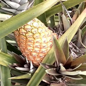  Recherche De Clients - fruits et légumes nous sommes une structure qui &eacute;volue dans le secteur de l'agroalimentaire notamment dans l'exportation des fruits et l&eacute;gumes sur l'europe. --nous exp&eacute;dions par avion &agrave; partir du togo les produits ---- les ananas (cayenne lisse et pain de sucre)--- les noix de coco--- le g